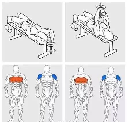 196体育：详解健身房常用器材和相应动作锻炼肌肉！(图3)